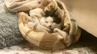 のりまき