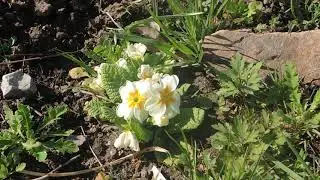 Primula vulgaris 210420