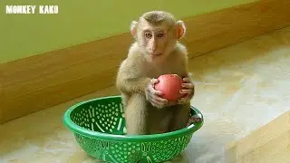 Awesome Monkey, Monkey Kako Eating Red Apple Fruit In Plastic Basket, Baby Monkey Enjoy Fruit