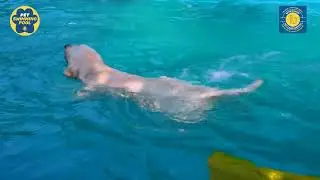 Dog swimming @ Woofngoof pet resort  Thane, Mumbai. call #7977599588 to book the slot