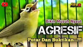 CIAK CIAK JOSS KECIAL KUNING AMPUH||PANCINGAN KECIAL MALAS BUNYI||