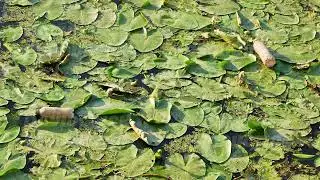 Plastic bottle pollution on dirty water with water lilies in Moscow river