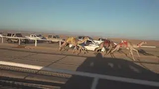 الشوط الرئيسي حقايق بكار 3كم ( الدكتوره: عبدالعزيز بن ضويعن الحويطي)