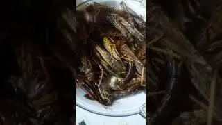 Exotic food mukbang