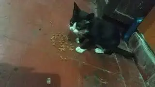Cat family 73