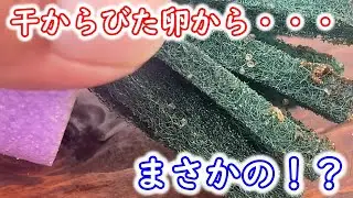 【めだか】こんな事あるのかな？干からびてカピカピになった卵から・・・Ｂ型おやじ