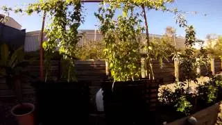 Home Grown Homebrew  Hops in Australia
