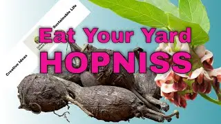 Eat Your Yard - Hopniss!  Grow and Eat Apios Americana, aka Groundnuts