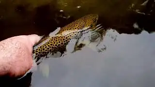 Central Victoria BFS Fishing