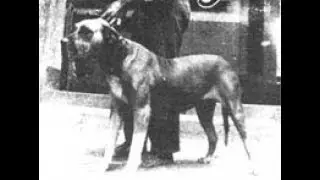 ➯QUAL A ORIGEM DO FILA BRASILEIRO ORIGINAL? | Dogs etc