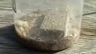 Raising waxworms