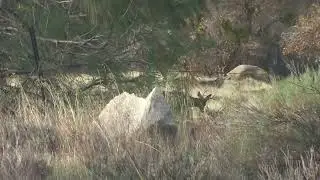 Winter Outting Kernville Mule Deer Bucks Spotted