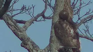 Hawks Around the Nest