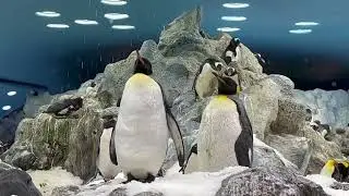 PENGUIN PLANET, LORO PARQUE TENERIFE GRAND CANARY ISLAND 🏝️