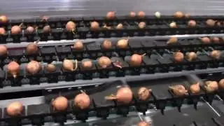 Food Automation presents Elisam GT 8-lane Optical Onion Grader