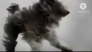 my recreation of the full screen version of the pet insurance advert from direct line 2008