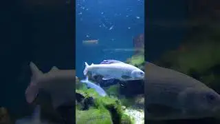 Aquarium #sheddaquarium