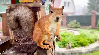 Different Siberian Squirrels. Разные сибирские белки.