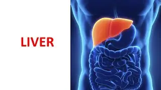 Liver (Part-1). Prof. Dr. Md. Ashfaqur Rahman