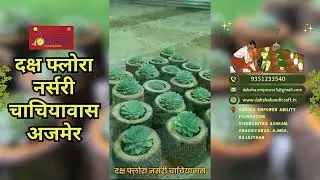 Laxmi Kamal | Daksha Flora Nursery Chachiyawas Ajmer | Home Decor ! #kamal #happydiwali #auspicious