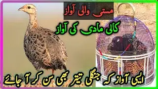 Kali Madi Ki Awaz | Masti Wali awaz | black francolin female voice | کالی مادی کی آواز |