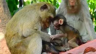 Aww Overload! Baby Monkey Walks Proudly 🥰