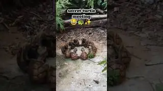 secret turtle meeting✨🐢 #funny #turtle #animals #shorts #music #pets