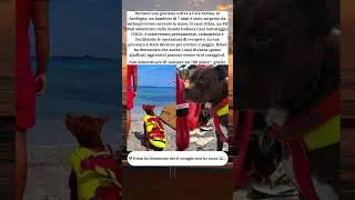 🐾 Cala Sabina: Il cane Dylan salva un bambino in mare 🌊