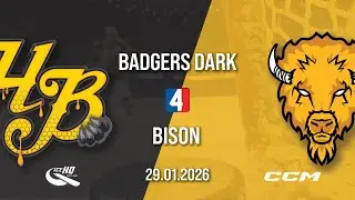 Honey Badgers Dark vs Bison IHC - Div 4 - 29th January - iceHQ Rec League ice hockey