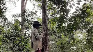 menyadap getah KEMENYAN, nama daerah kami HAMINJON, atau nama latin STYRAX BENZOIN. part 4