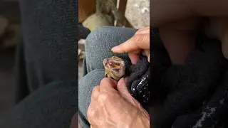 Неправильный прикус белки вышел из-под контроля! #неправильныйприкус #помогаю #белка #хорошо