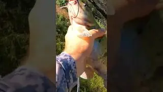 Catfishing Bait and set up!