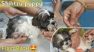 Our puppy's first bath🤩😂 | Shihtzu bath | #puppy #puppybath #shihtzu