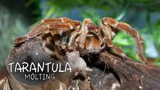 Bird-Eating Spider Molting