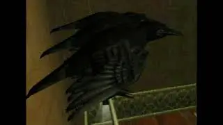 30 minutes Crows sound effect ambient