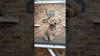 Doggy Daily, выпуск 433: Бейли, песик 🐾