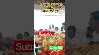 September 7, 2025 Bagepalli Tomato rate #market #tomato #price