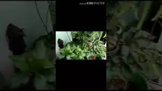 Conserv Biodiversity,  Happy World Environment Day 20k20🌲🌳🌴🌱