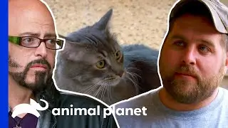 Potential Adopter Is Not Sure If He Wants To Have A Cat With A Bad Past | My Cat From Hell