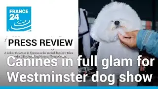 Primping, preening and sculpting: Canines in full glam for Westminster dog show &bull; FRANCE 24