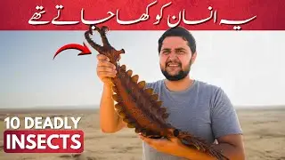 10 Extinct Insects That Would DESTROY Modern Life (Thank God They're Gone)