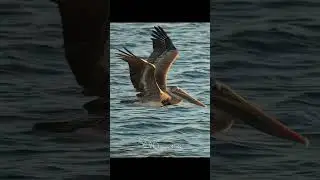 Pelican flying low over the water #birdsofyoutube #birds #birdlovers #wildlife #inflight #pelicans
