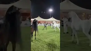 angry arabian stallion omg horse fighting #youtubeshorts #shorts #viral