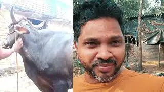 How to sell your cow | odisha farmers support cross breed cow sale | dairy farming odisha 