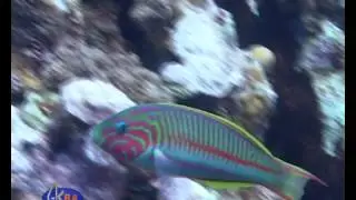Klunzinger&rsquo;s wrasse - Талассома Клунзингера (Thalassoma klunzingeri)
