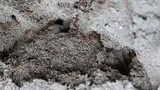 Amazing Ant House Making Process | Hard Working Ants Are Making House For Live | Local Nature