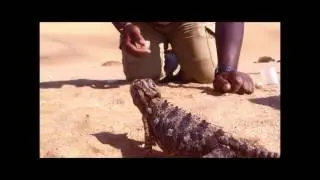 The Namaqua Chameleon, Namib Desert, Swakopmund, Namibia