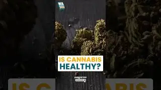 Is Cannabis Healthy? | Dr. Fr Dave Augustine & Dr. Vivek Vincent | Medventures