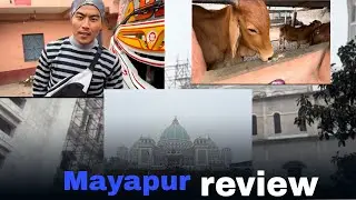 	Mayapur Temple Gaushala Full Review 🐄🙏 | Desi Cows, Seva & Real Experience || Vlog 