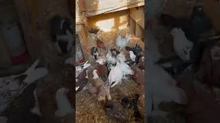 How i raise exotic pigeons indoors #pigeon #racingpigeon #birds #bird